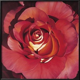 Buy Spanish Rose at AllPosters.com