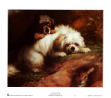 Buy Playful Encounter at AllPosters.com
