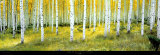 Buy Ashley National Forest at AllPosters.com