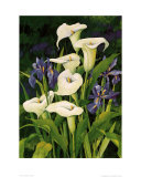 Calla Lily