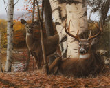 Buck and Doe