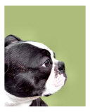 Buy Boston Terrier on Avocado at AllPosters.com