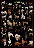 Dogs