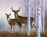 Deer in Birch Woods