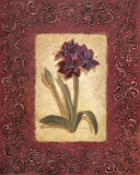 Designer Amaryllis
