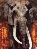 Buy Elephant at AllPosters.com
