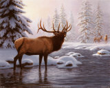 Elk II