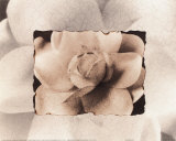 Gardenia