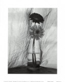 Gerbera Daisies