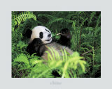 Buy Giant Panda, Szechwan Province, China at AllPosters.com
