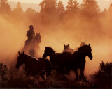 Horse Round-Up