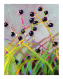 Liriope