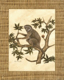 Monkey in a Tree II