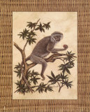 Buy Monkey in a Tree I at AllPosters.com