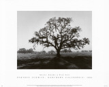 Buy Oak Tree, Sunrise at AllPosters.com