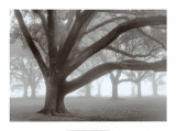 Buy Oak Grove in Fog at AllPosters.com