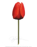 Buy Red Tulip at AllPosters.com