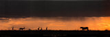 Lion Hunting, Masai-Mara, Kenya Art Print