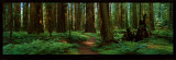 Sequoias