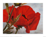 Buy The Red Poppy at AllPosters.com