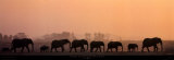 Troupeau d'Elephants