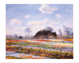 Tulip Fields at Sasenheim
