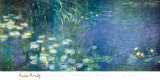 Water Lilies Morning