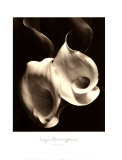 Two Callas