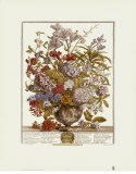 Buy Twelve Months of Flowers, 1730, July at AllPosters.com