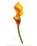 Buy Yellow Calla at AllPosters.com
