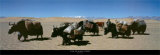 Buy Yak in West Tibet at AllPosters.com