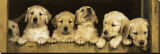 Golden Retriever Puppies