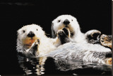 Sea Otters
