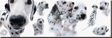 Dalmatians