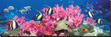 Tropical Fish