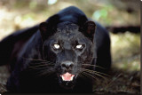 Black Panther Close-Up