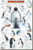 Penguins Chart
