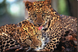 Leopards