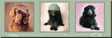 Smart Chapeau