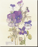 Wild Pansy
