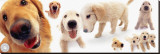 Golden Retrievers