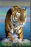 Buy Tiger in Water at AllPosters.com