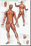 Buy Muscular System at AllPosters.com