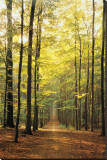 Buy Forest Path at AllPosters.com