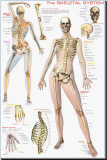 Buy Skeletal System at AllPosters.com