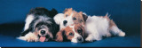 Dogs