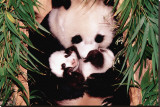 Buy Panda Mother and Baby at AllPosters.com
