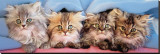 Cats Under Blanket