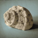 Buy Seashell Study I at AllPosters.com
