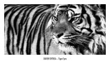 Tiger Eyes